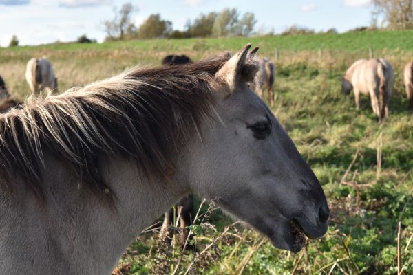 Konik Pony on the fen